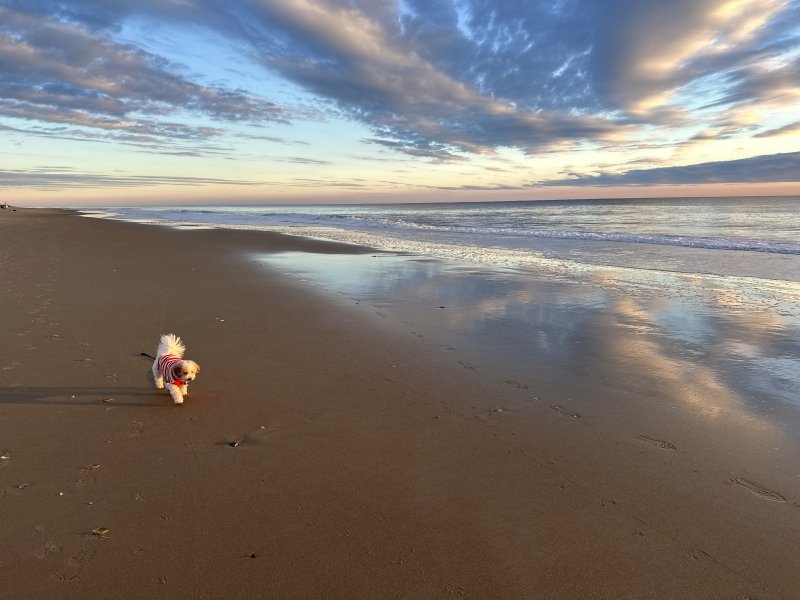 Julia Evans of Millsboro won the Southern Delaware Dog Days category with her photo, “Dog on Fenwick Island Beach.”